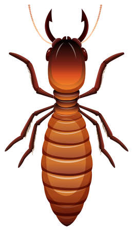 Termite on white background illustrationのイラスト素材