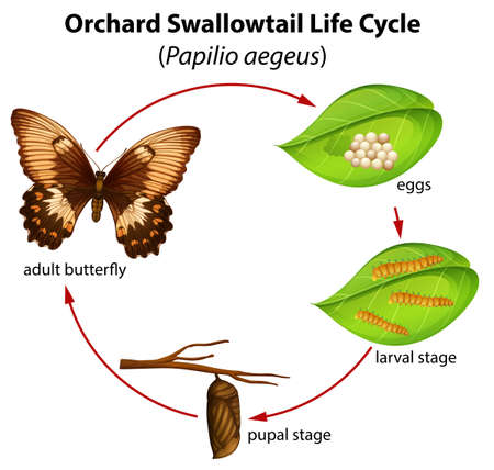 Orchard swallowtail life cycle illustrationのイラスト素材