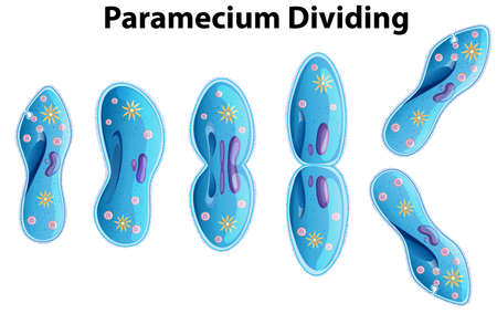 Paramecium Dividing bacteria diagram illustrationのイラスト素材