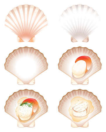 Set of fresh and cook scallop illustrationのイラスト素材