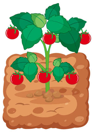 Tomato plant on the soil illustrationのイラスト素材