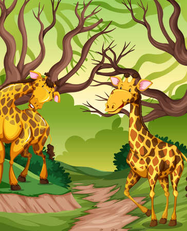 Giraffe in the jungle illustrationのイラスト素材