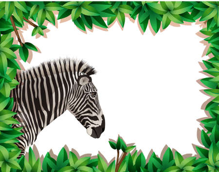 Zebra in nature frame illustrationのイラスト素材