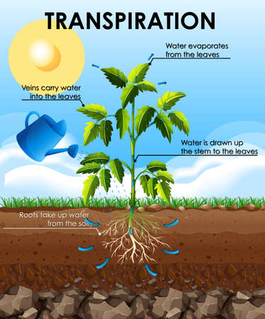Diagram showing transpiration with plantのイラスト素材