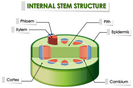 Diagram showing internal stem structure illustrationのイラスト素材