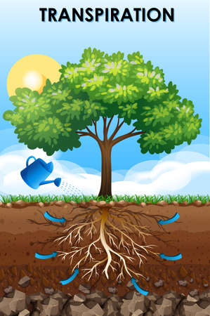 Science poster design for transpiration illustrationのイラスト素材