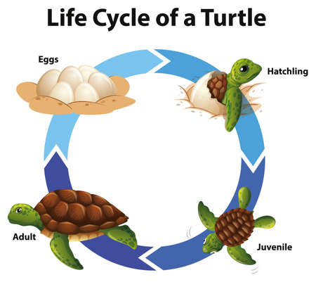 Diagram showing life cycle of sea turtle illustrationのイラスト素材