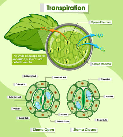 Diagram showing transpiration of plants illustrationのイラスト素材