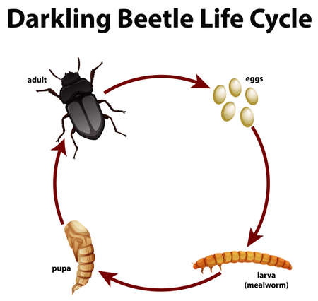 Diagram showing life cycle of darkling beetle illustrationのイラスト素材