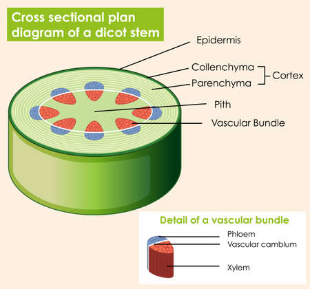 Diagram showing cross sectional plat of dicot stem illustrationのイラスト素材