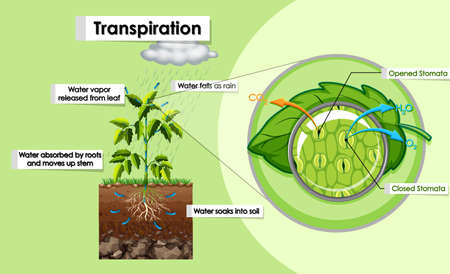 Diagram showing transpiration in plant illustrationのイラスト素材