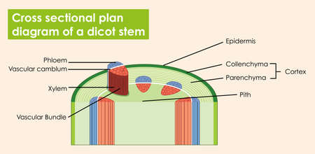 Diagram showing cross sectional plan of dicot stem illustrationのイラスト素材