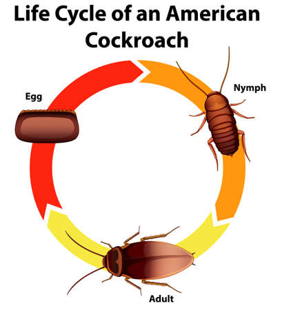 Diagram showing life cycle of cockroach illustration