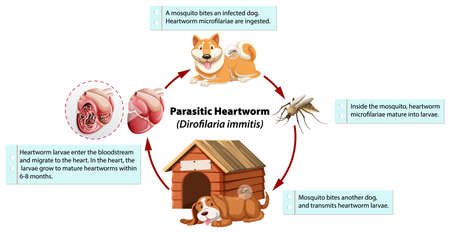 Diagram showing parasitic heartworm in dog illustrationのイラスト素材