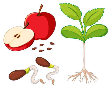 Red apple with seeds and young tree illustrationのイラスト素材