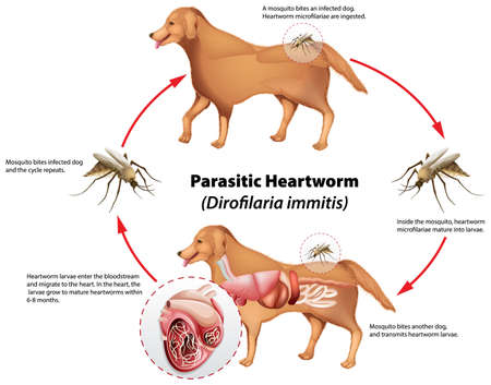 Diagram showing parasitic heartworm illustrationのイラスト素材
