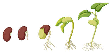 Diagram showing plant growing on white background illustrationのイラスト素材