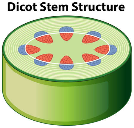 Diagram showing dicot stem structure illustrationのイラスト素材