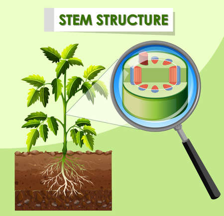Diagram showing stem structure of plant illustrationのイラスト素材