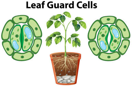 Diagram showing leaf guard cells on isolated background illustrationのイラスト素材