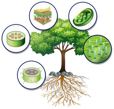 Big green tree and close plant cells illustrationのイラスト素材