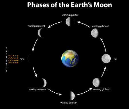 Diagram showing phases of earth moon illustrationのイラスト素材