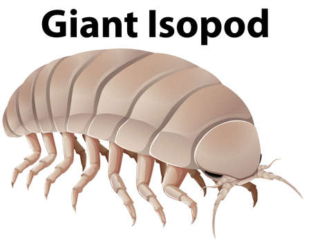 Giant isopod with many legs on white background illustration