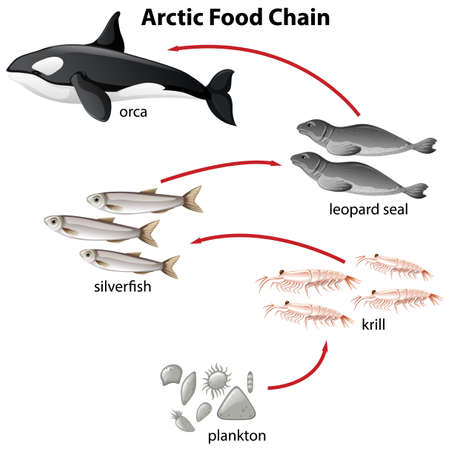 Diagram of arctic food chain from plantons to orca illustrationのイラスト素材