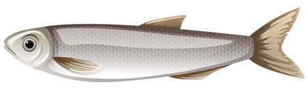 One gray fish on white