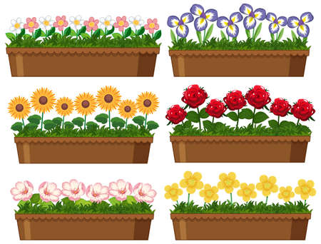 Beautiful flowers in clay pots on white background illustrationのイラスト素材