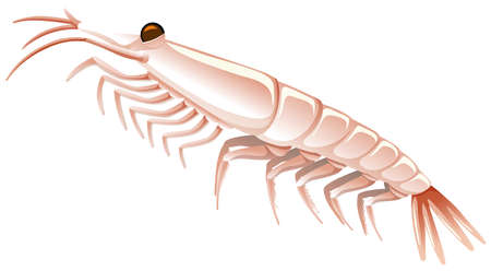 Little shrimp on white background illustrationのイラスト素材