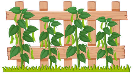 Green peas growing in the garden illustrationのイラスト素材