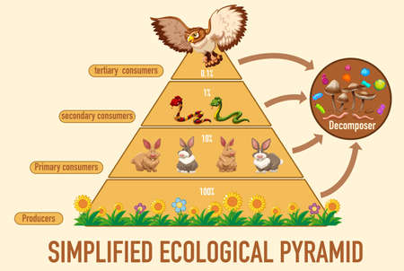 Science simplified ecological pyramid illustrationのイラスト素材