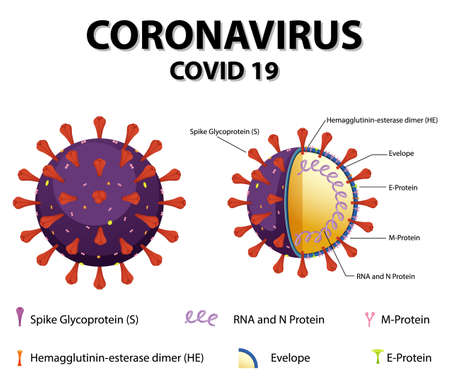 Diagram of Corona virus particle structure illustrationのイラスト素材