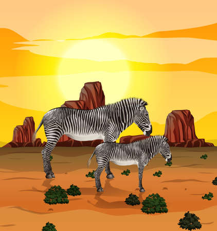 Zebra in nature background illustrationのイラスト素材