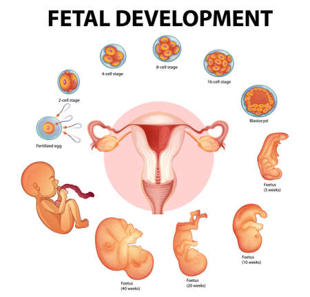 Stages human embryonic development illustrationのイラスト素材