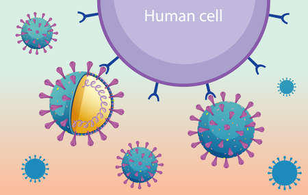 Informative human cell and coronavirus diagram illustrationのイラスト素材