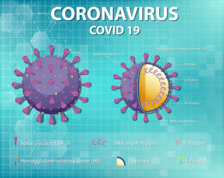 Diagram of Corona virus particle structure illustrationのイラスト素材