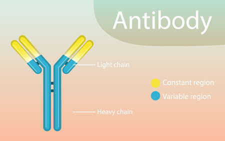 Antibody structure diagram for education illustrationのイラスト素材
