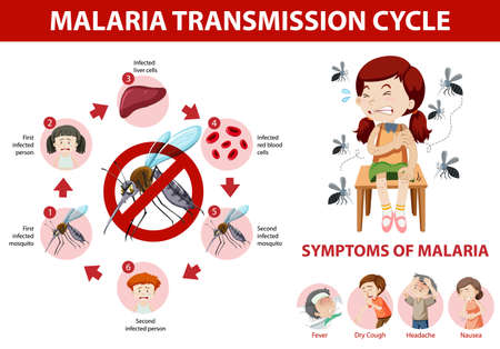 Malaria transmission cycle and symptom information infographic illustrationのイラスト素材