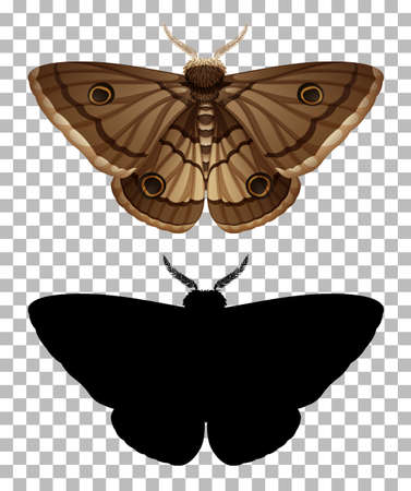 Moth and its silhouette on transparent background illustrationのイラスト素材