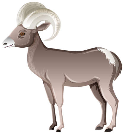 Desert Bighorn Sheep isolated on white background illustrationのイラスト素材