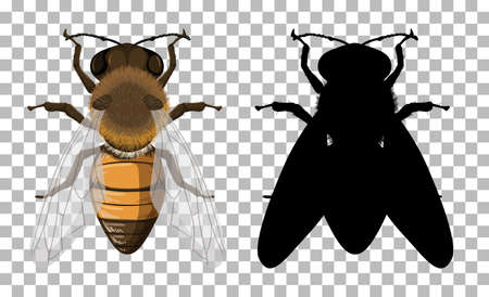 Honey bee with its silhouette on transparent background illustrationのイラスト素材