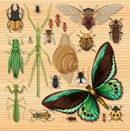 Set of different insects on wooden wallpaper background illustrationのイラスト素材
