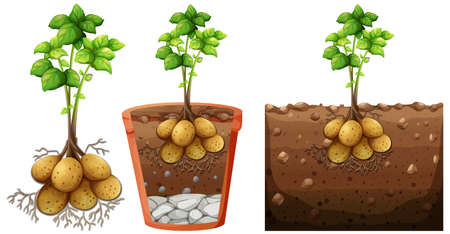 Set of potato plant with roots isolated on white background illustrationのイラスト素材