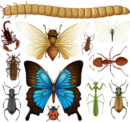 Different insects collection isolated on white background illustrationのイラスト素材