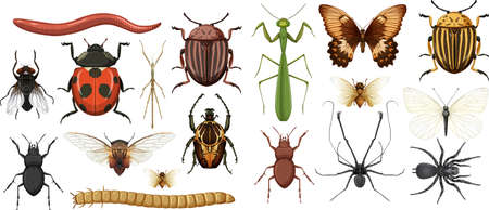 Different insects collection isolated on white background illustrationのイラスト素材