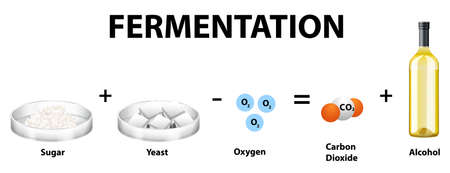 Alcoholic fermentation chemical equation illustration