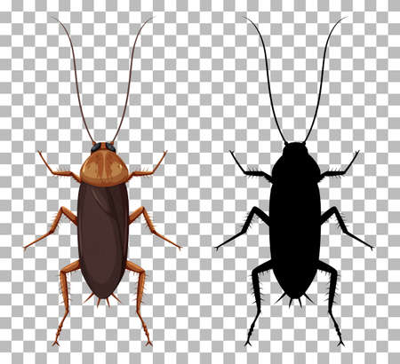 Cockroach with its silhouette isolated on transparent background illustrationのイラスト素材