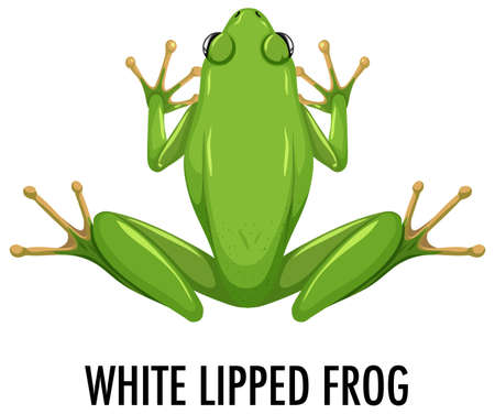 White lipped frog isolated on white background illustrationのイラスト素材